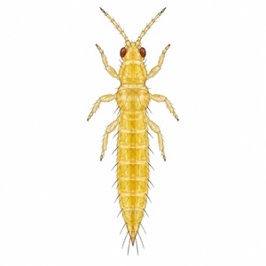 La larve du thrips des petits fruits est jaunâtre à blanche avec des yeux rouges.